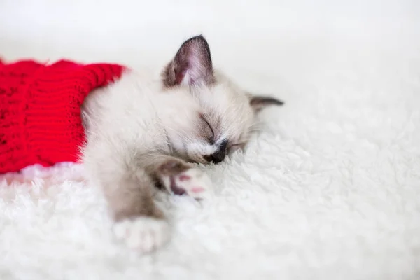 Kätzchen schläft in roter Weihnachtssocke — Stockfoto