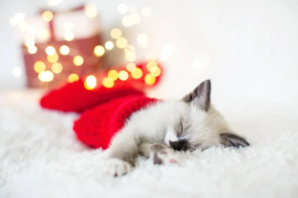 Kitten sleep in christmas hat
