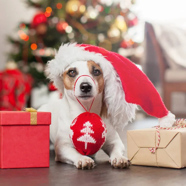 Hund in der Nähe von Weihnachtsbaum — Stockfoto