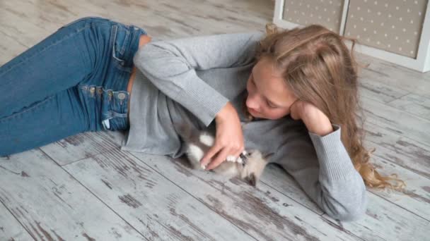 Das hübsche Mädchen spielt zu Hause mit einer grauen Katze — Stockvideo