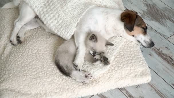 Perro y gato están durmiendo juntos divertido video. Amistad gato y perro en interiores — Vídeo de stock