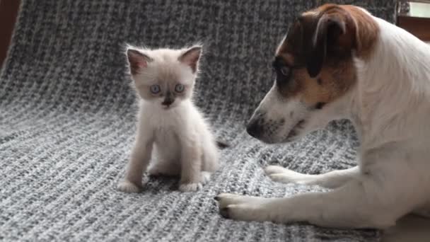 Cute kitten dog playing on the bed — Stock Video