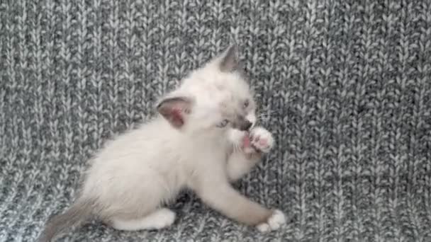 Il gatto gli lecca la zampa. Gattino lava il viso con la zampa e la lingua al coperto — Video Stock
