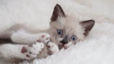 Ekosenin üzerindeki küçük sevimli kedi yavrusu. Gri kesim kedi evde