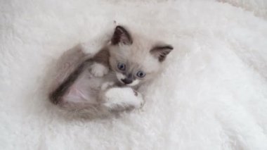 Ekosenin üzerindeki küçük sevimli kedi yavrusu. Gri kesim kedi evde