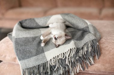 Kedi oturma odasında ekose üzerinde dinleniyor.