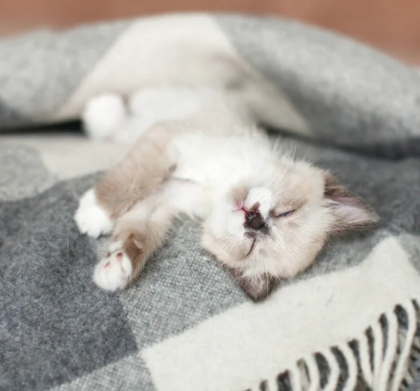 Katze entspannt sich auf Strickkarierten im heimischen Wohnzimmer — Stockfoto