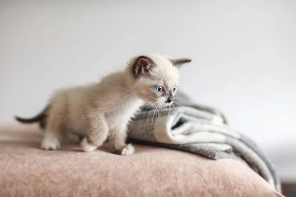Kitten is on the sofa — Stock Photo, Image