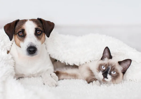Cat and dog together under white plaid — Stok fotoğraf