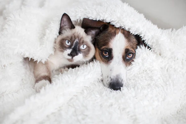 Gatto e cane insieme sotto plaid bianco — Foto Stock