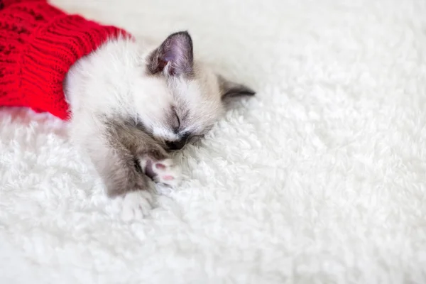 Kitten sleep in red sock