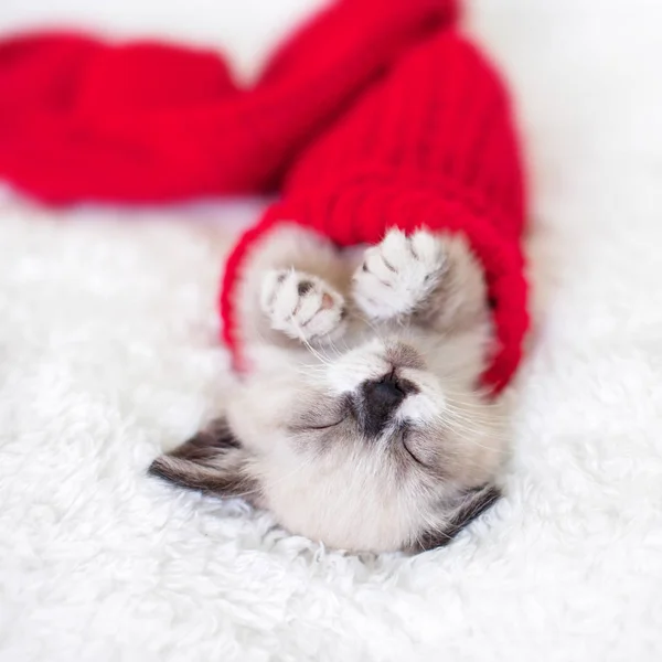 Kitten sleep in red sock