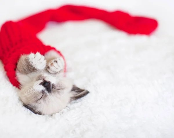 Gattino dormire in calzini rossi — Foto Stock