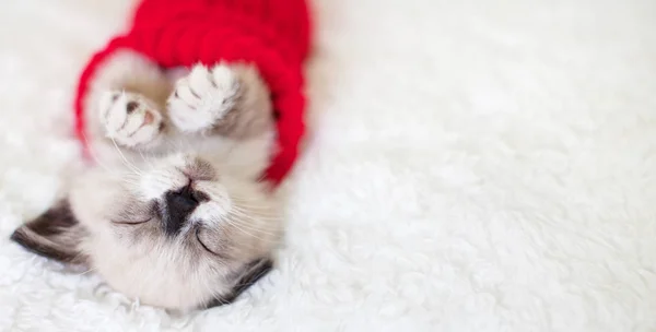Kitten sleep in red sock.