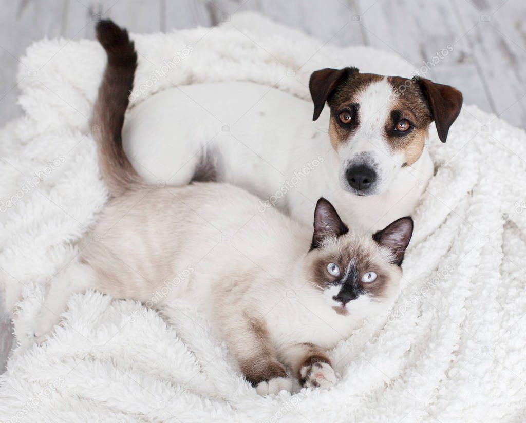 Cat and dog together under white plaid