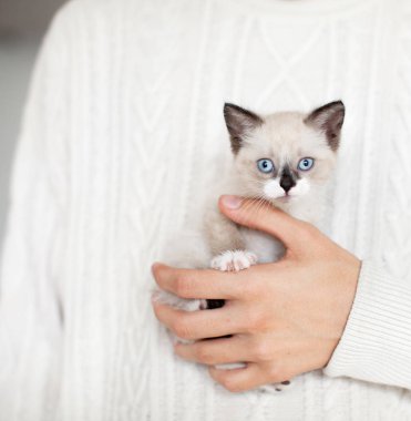 Küçük kesilmiş kedi yavrusu.