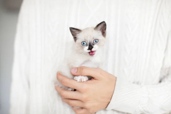 Pequeno corte gatinho na mão — Fotografia de Stock