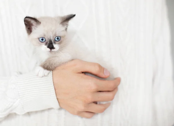 Klein gesneden katje bij de hand — Stockfoto