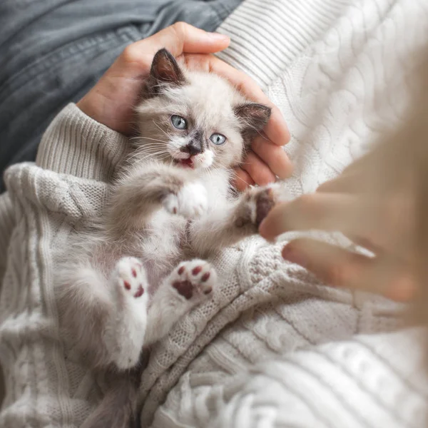 인간과 놀고 있는 새끼 고양이 — 스톡 사진