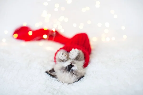 Kitten sleep in red christmas sock