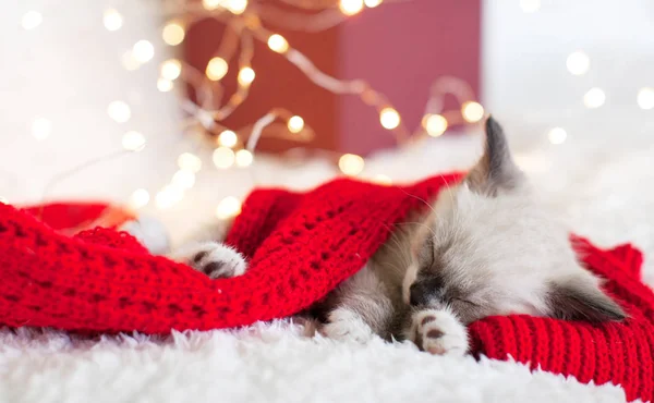 Котята спят в рождественской шляпе — стоковое фото