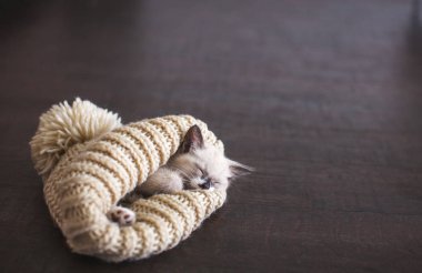 Kedi yavrusu örgü şapkayla uyur.