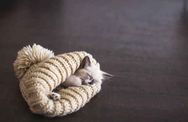 小猫戴着针织的帽子睡觉 — 图库照片
