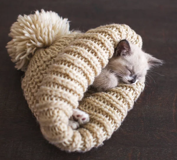Котята спят в вязаной шляпе — стоковое фото