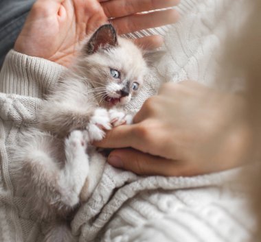 Kedicik adamla oynuyor.