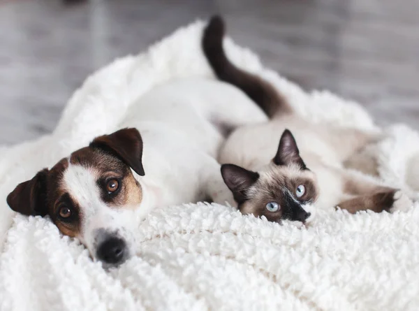 Cat and dog together under white plaid — 스톡 사진