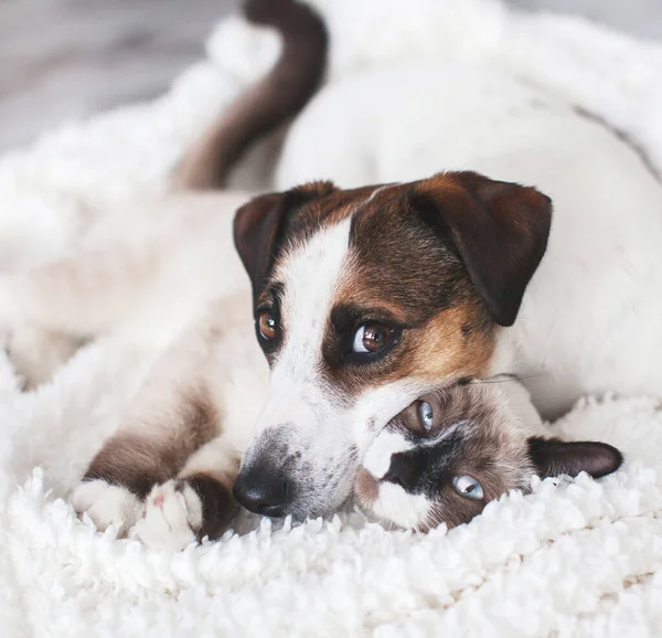 Chat et chien ensemble sur plaid blanc — Photo