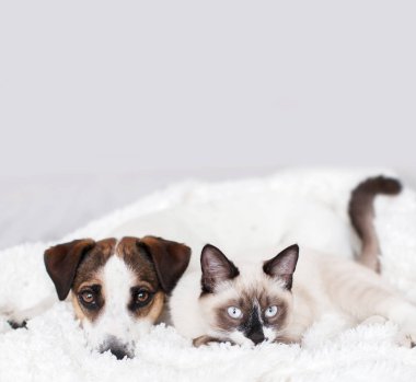 Kedi ve köpek birlikte beyaz ekose üzerinde