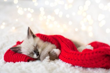 Kedi yavrusu Noel şapkasıyla uyuyor.