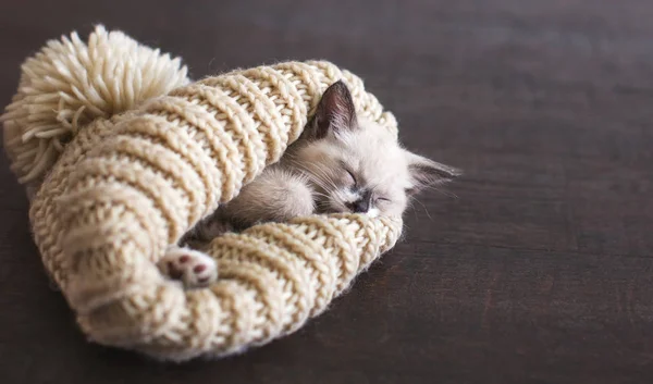 Kattunge sover i stickad hatt — Stockfoto