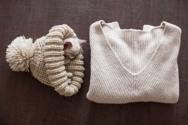 Gatito durmiendo en sombrero de punto — Foto de Stock