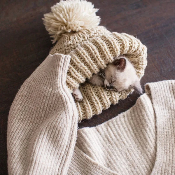 Γατάκι κοιμάται σε πλεκτό καπέλο — Φωτογραφία Αρχείου