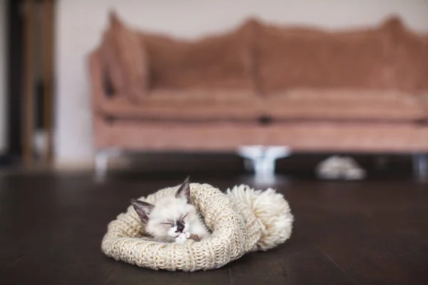 Couper le sommeil du chat en bonnet tricoté — Photo