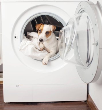 Köpek yıkama