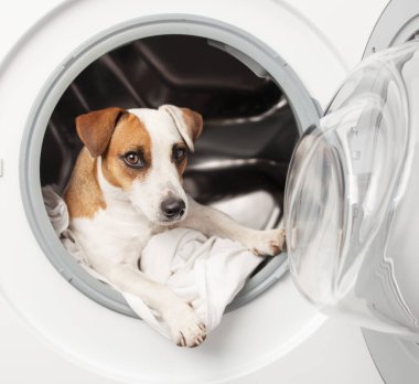 Köpek yıkama