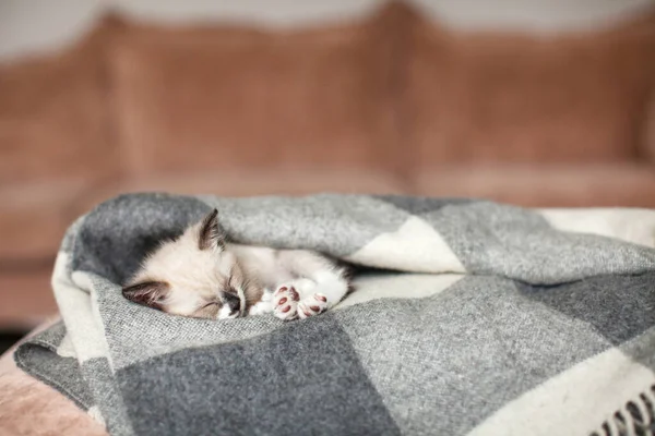 Gato relajante en cuadros en la sala de estar — Foto de Stock