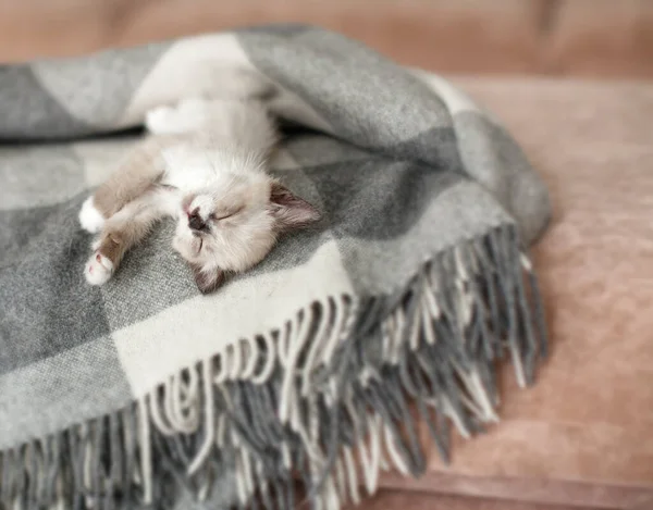 Katze entspannt auf Plaid im Wohnzimmer — Stockfoto