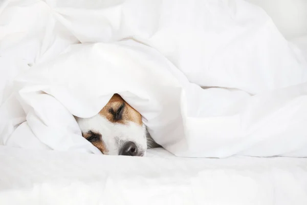 Sleeping dog at bed — Stock Photo, Image