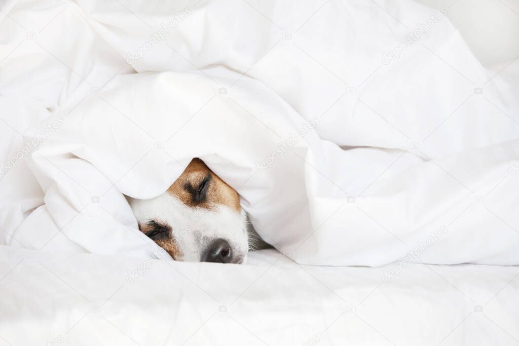 Sleeping dog at bed