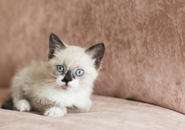 Kedi yavrusu kanepede.