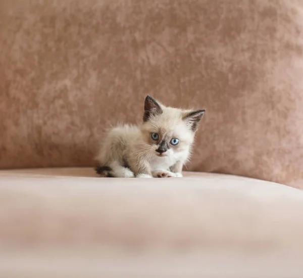 Το γατάκι είναι στον καναπέ. — Φωτογραφία Αρχείου