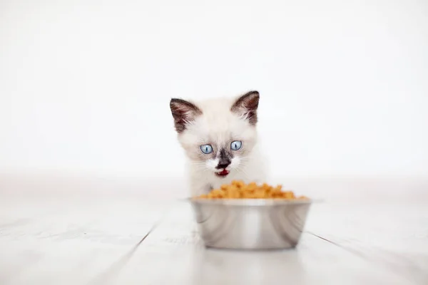 Gatito comer comida de bowl — Foto de Stock