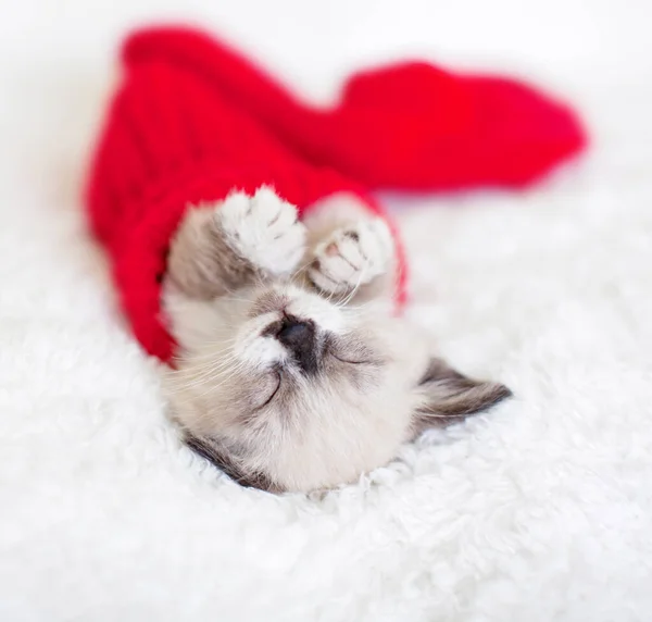 Kedi yavrusu kırmızı çorapla uyuyor. — Stok fotoğraf