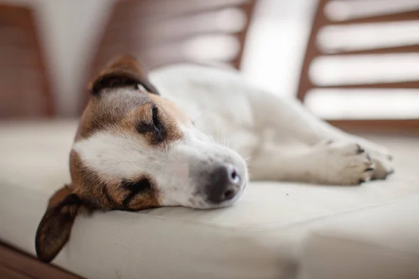 Slapende hond thuis — Stockfoto