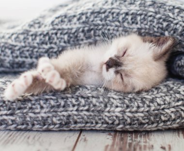 Kedi yavrusu ekose kumaşın üzerinde uyur.