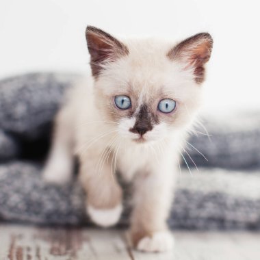 Örgü örmüş kedi yavrusu